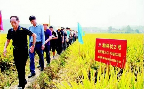 袁隆平“超級稻”不超級 商標涉嫌虛假宣傳